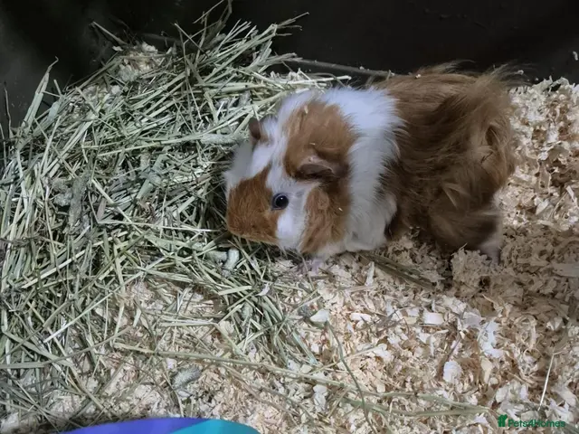 Guinea Pig rodents Two boars for sale - Advert 1
