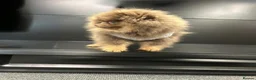 Pomeranian dogs for stud: Tiny KC lilac & tan stud  - Advert 13