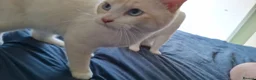 Mixed Breed cats for sale: Two gorgeous mixed - Advert 1