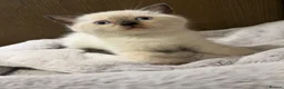 Scottish Fold cats for sale: ✨ Beautiful Scottish Straight Kitten  ✨ - Advert 6