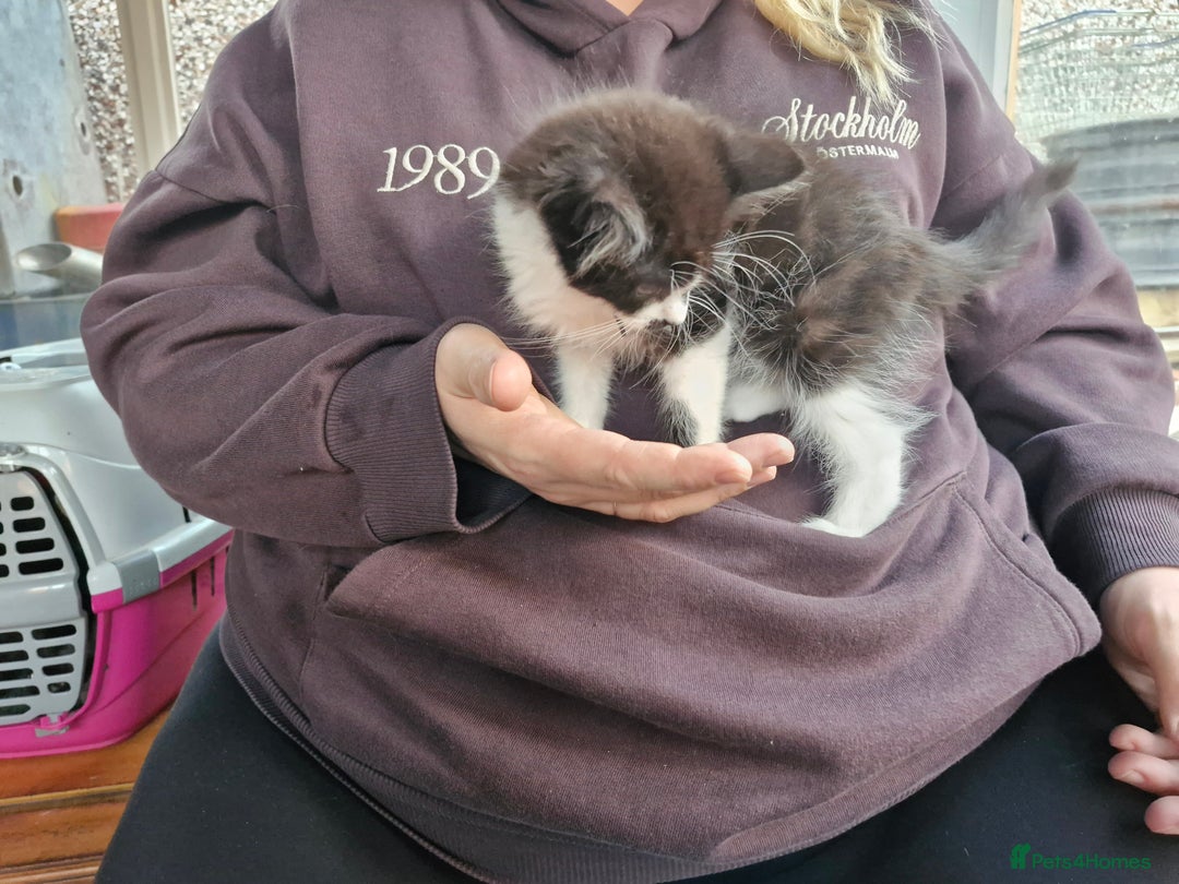 Mixed Breed cats for sale: Mixed Breed Kittens  - Image 5