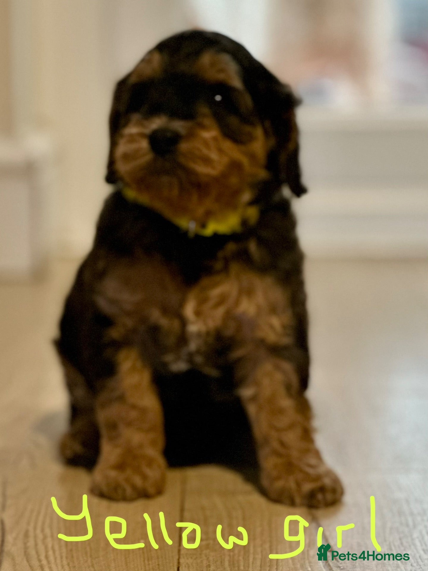 Cockapoo dogs Sable cockapoos, health tested parents  - Advert 2