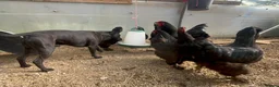 Chickens poultry for sale: Brahma and brahma x faverolles  in Emsworth - Advert 3
