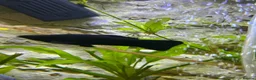 Mollies fish for sale: Mixed Sex Black Mollies in Elland - Advert 2
