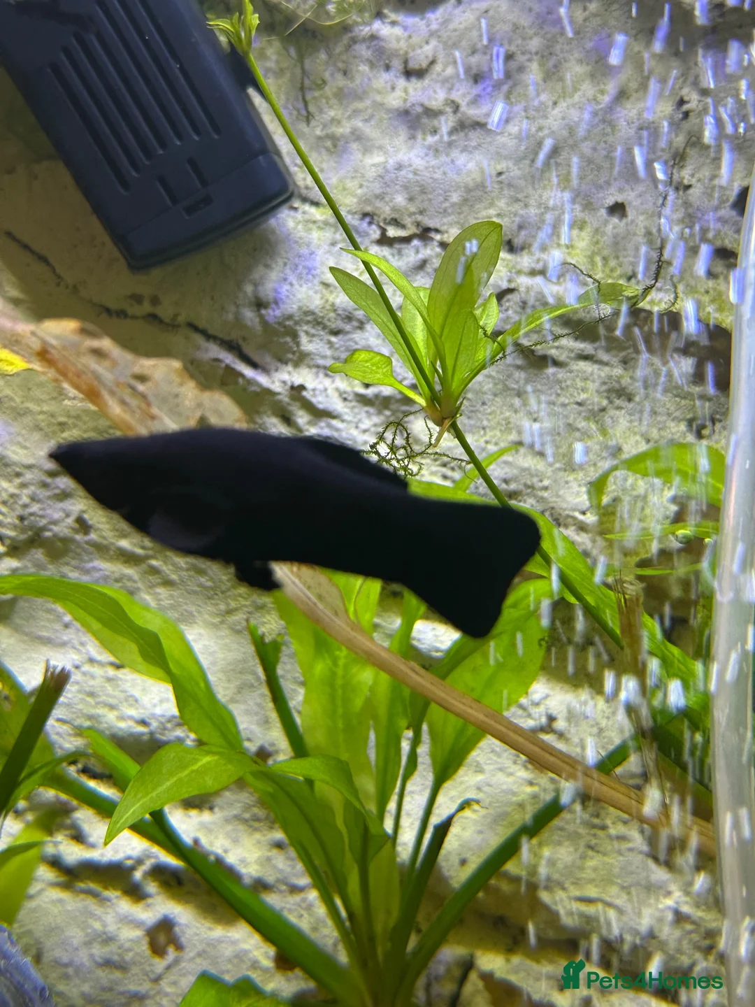 Mollies fish for sale: Mixed Sex Black Mollies in Elland - Advert 2