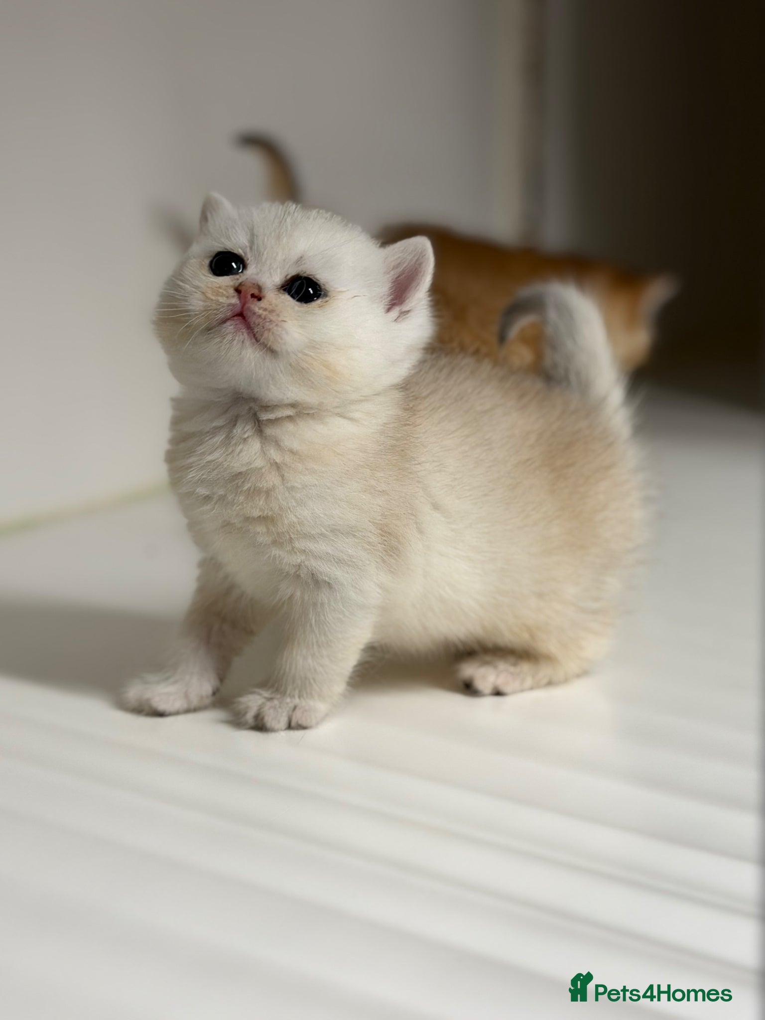 British Shorthair cats Full Pedigree, Registered BSH from fantastic lines - Advert 2
