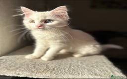 Mixed Breed cats for sale: beautiful kittens for sale  - Image 7