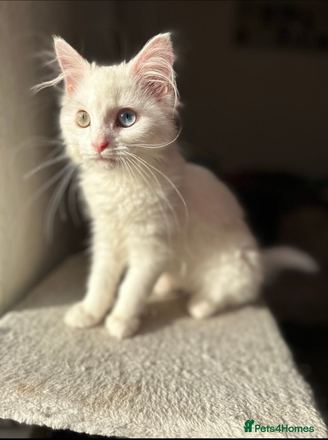 Mixed Breed cats for sale: beautiful kittens for sale  - Image 7