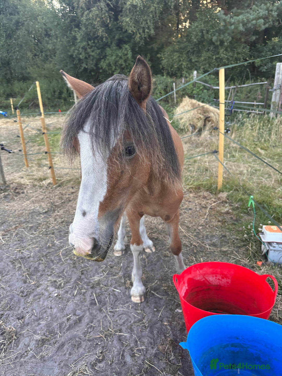 Irish Cob horses for sale: Buddy - Image 14