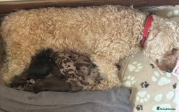 Cockapoo dogs for sale: Stunning,family raised cockapoos - Image 13