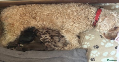 Cockapoo dogs - Advert 3