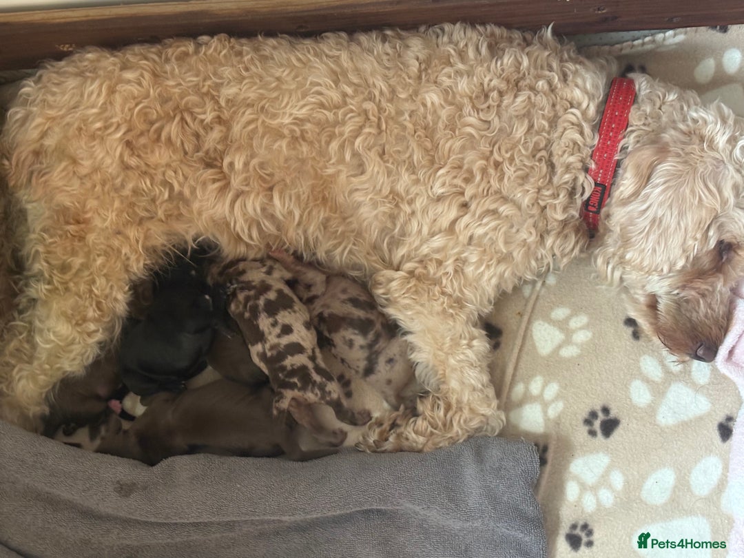 Cockapoo dogs for sale: Stunning,family raised cockapoos - Image 13