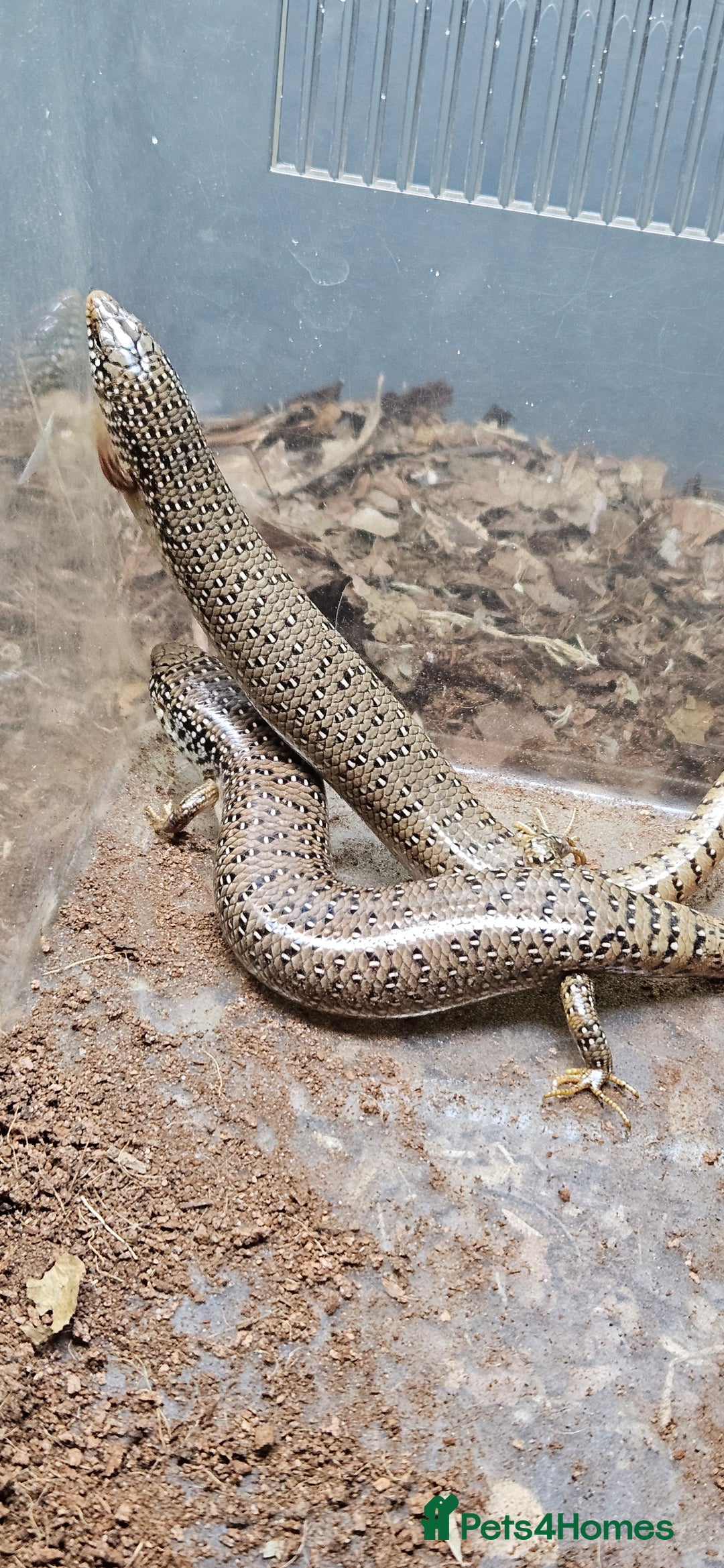 Skink reptiles for sale: X4 ocellated skinks and set up - Advert 6