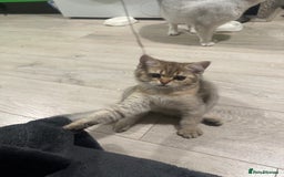 Scottish Fold cats for sale: Scottish fold/straight chinchilla kittens  in Northampton - Image 39