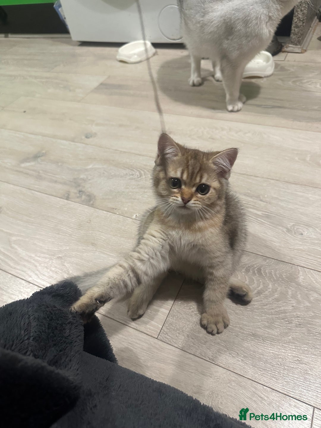 Scottish Fold cats for sale: Scottish fold/straight chinchilla kittens  in Northampton - Image 39