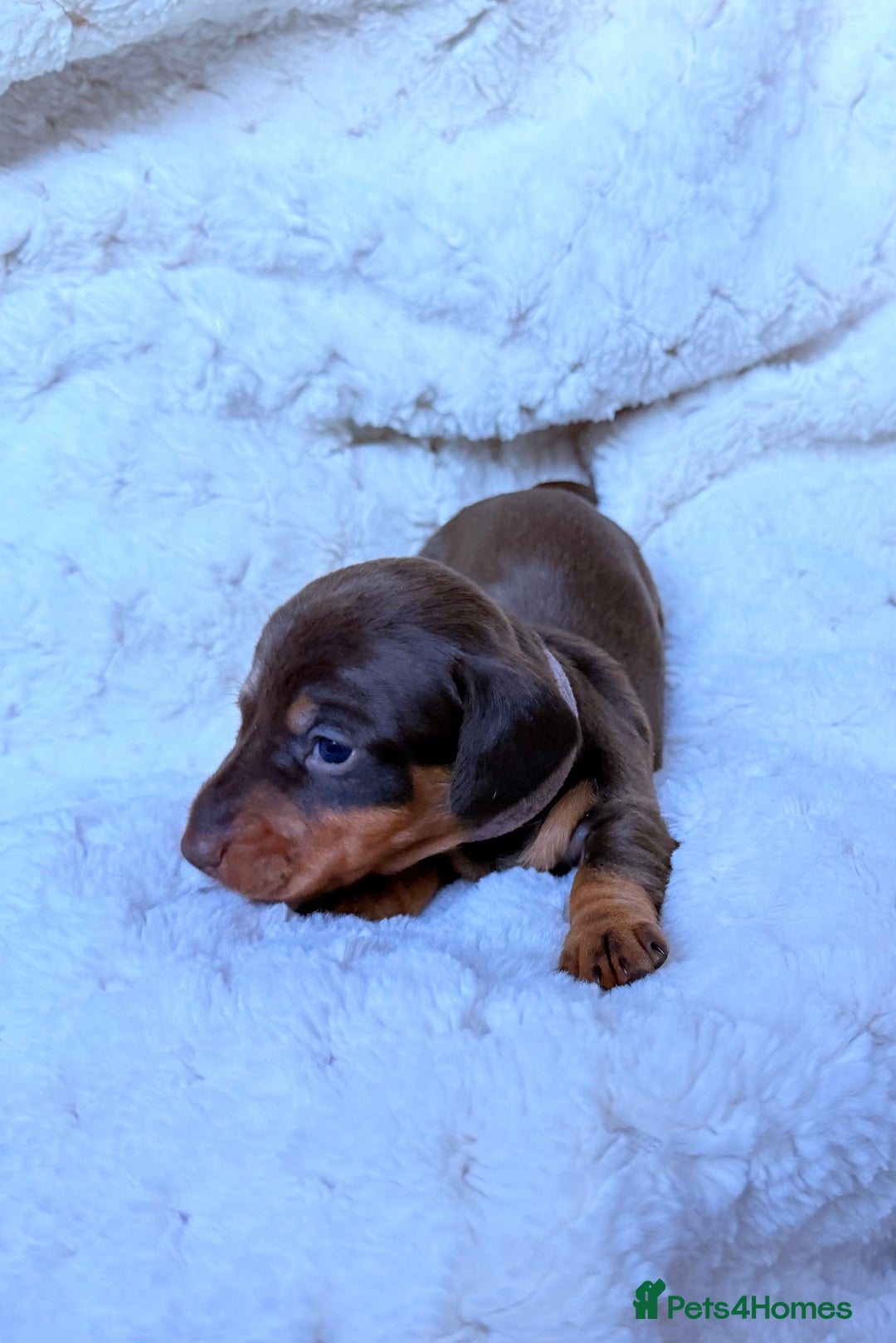 Miniature Dachshund dogs for sale: 🩵🩷✨ STUNNING MINIATURE DACHSHUND LITTER ✨🩷🩵 - Advert 10