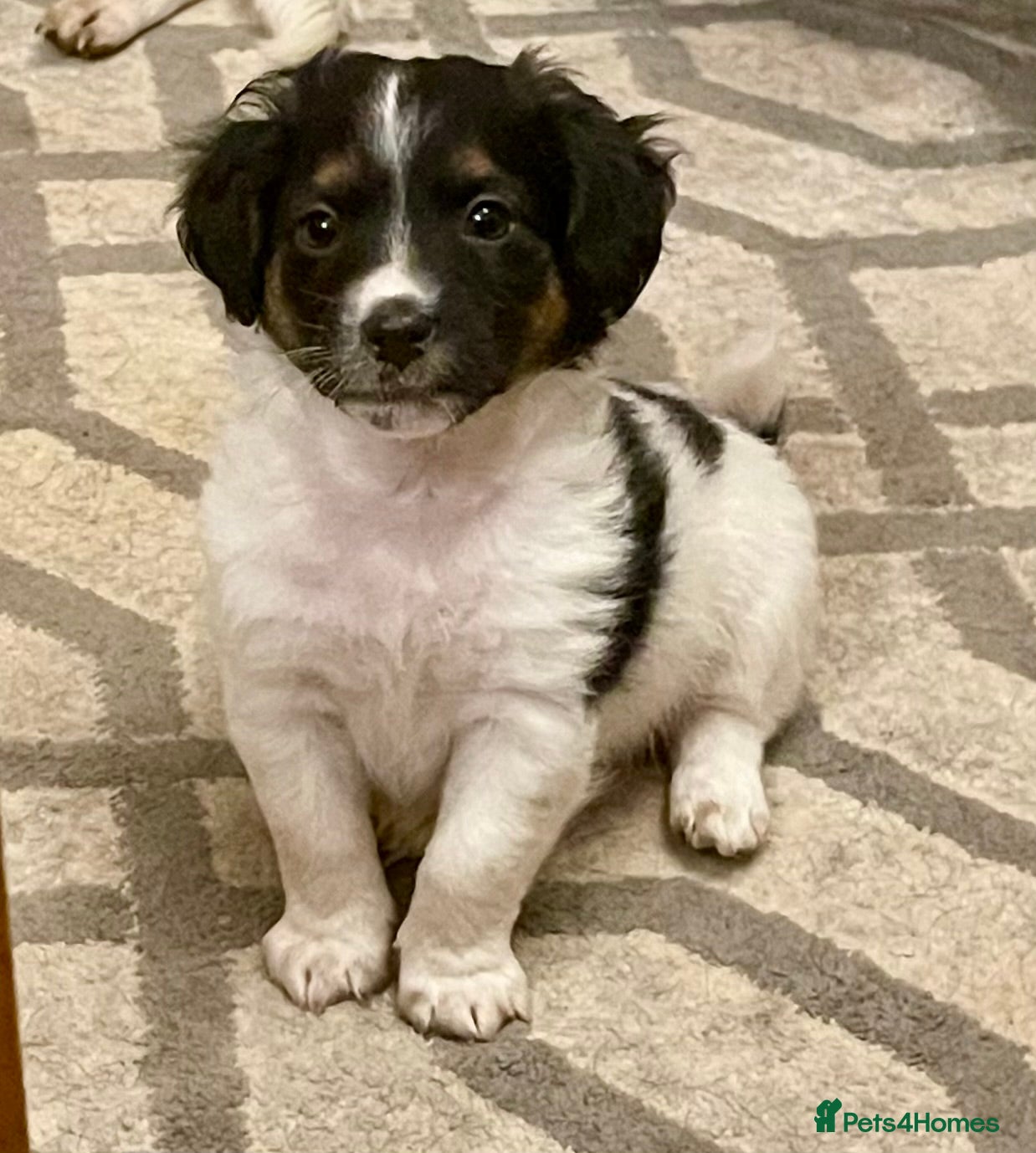 Jack Russell dogs Stunning tricolour Jack Russell puppy  - Advert 12