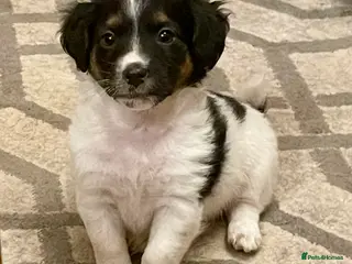 Jack Russell dogs Stunning tricolour Jack Russell puppy - Advert 12