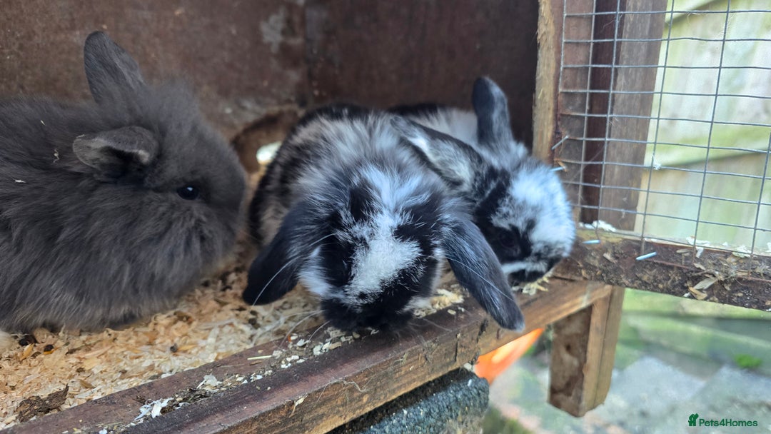 Mini Lop rabbits for sale: Mini Lop Baby Rabbits - Advert 2