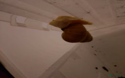 Snails invertebrates for sale: Albino Giant African Land Snails - Image 1