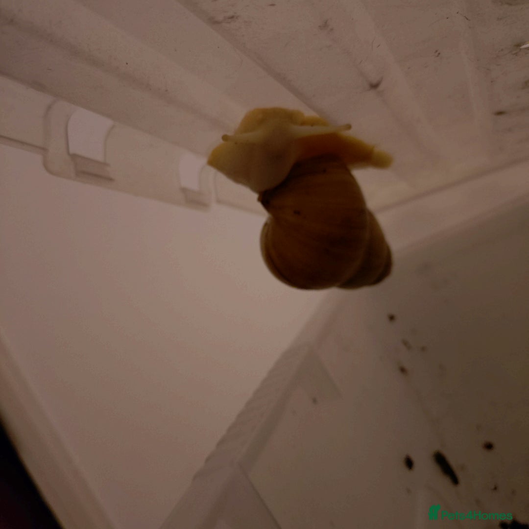 Snails invertebrates for sale: Albino Giant African Land Snails - Image 1