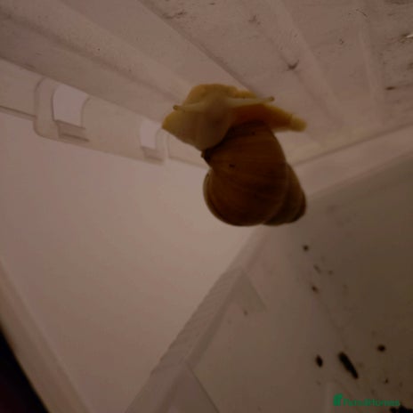 Snails invertebrates - Advert 7