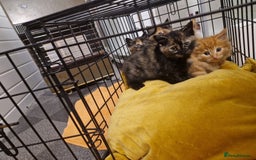 Mixed Breed cats for sale: Beautiful kittens - Image 12