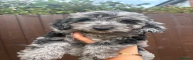 Cockapoo 3