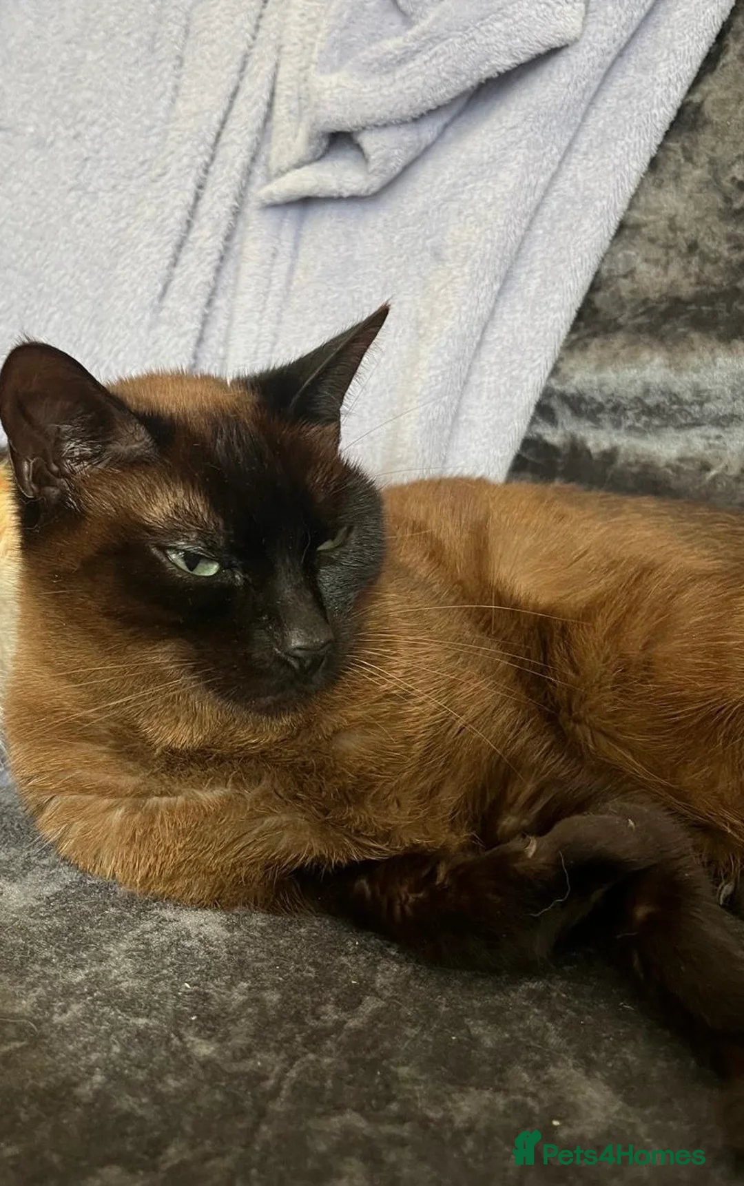 Siamese cats for sale: Female cat - Advert 3