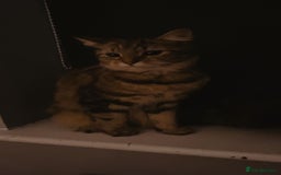 Maine Coon cats for sale: Main coon cross bengal  - Image 2