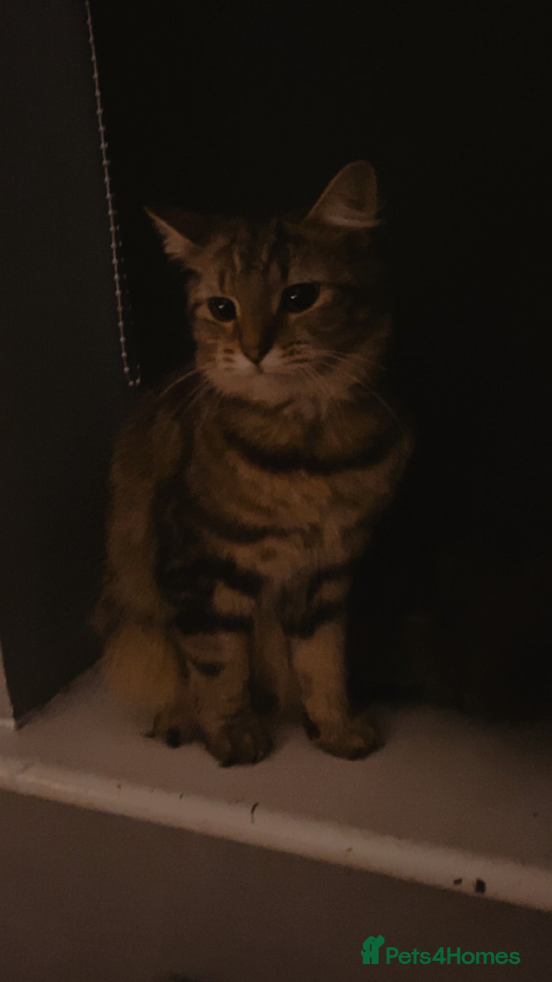 Maine Coon cats for sale: Main coon cross bengal  - Image 2