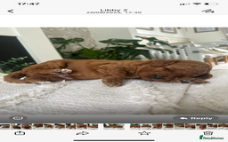 Labradoodle dogs for sale: Stunning red miniature labradoodle puppies - Image 6