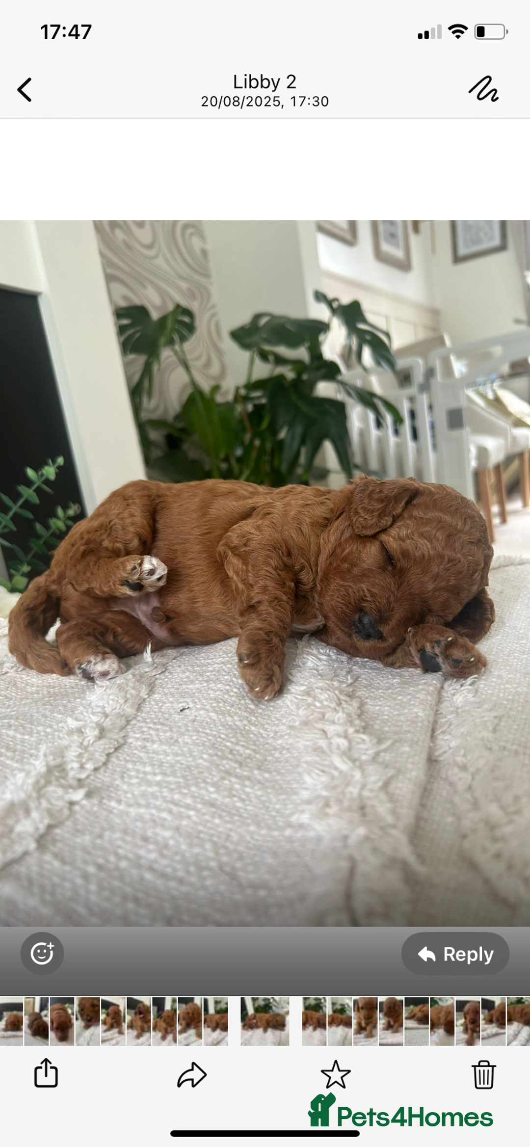 Labradoodle dogs for sale: Stunning red miniature labradoodle puppies - Image 6