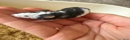 Mouse rodents for sale: Male Fancy Mice - Advert 5