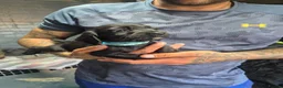 Cocker Spaniel dogs for sale: Cocker spaniel puppies - Advert 7