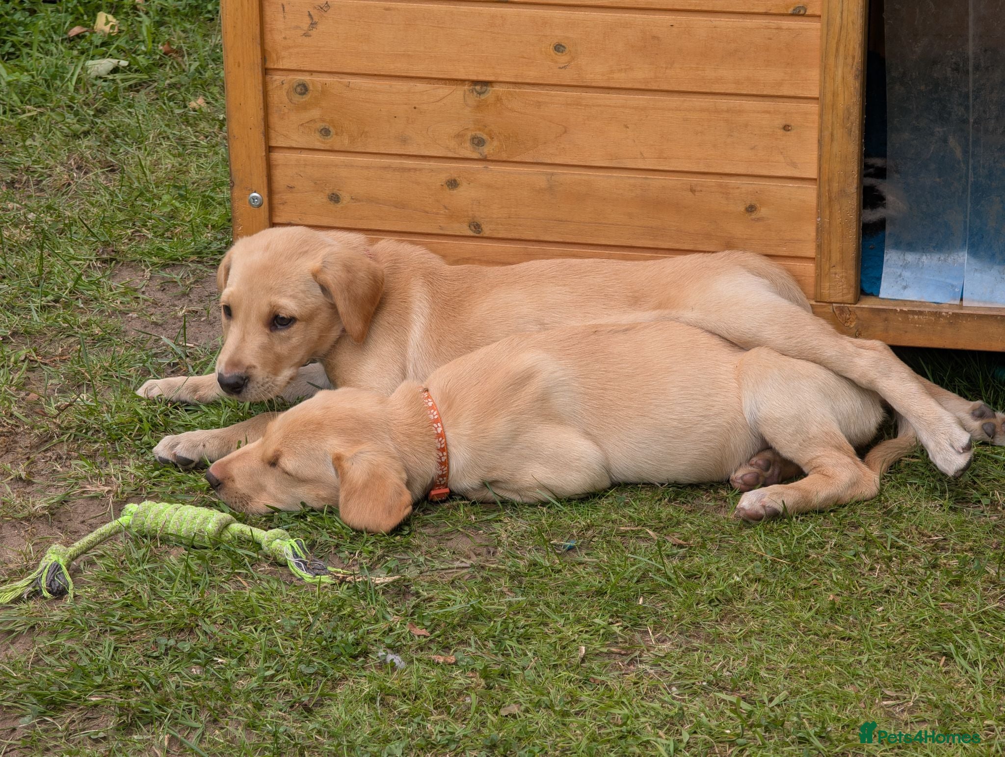 Labrador Retriever dogs Golden Yellow Lab pups - Advert 2