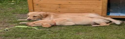 Labrador Retriever dogs for sale: Golden Yellow Lab pups - Advert 2
