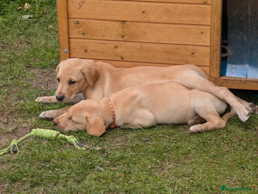 Labrador Retriever dogs for sale: Golden Yellow Lab pups - Advert 2
