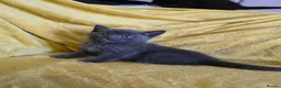 British Shorthair cats for sale: Gorgeous half British shorthair kittens  - Advert 8