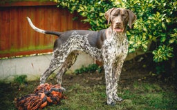 German Shorthaired Pointer dogs for stud: KC Registered German Shorthaired Pointer at Stud in Liverpool - Image 4