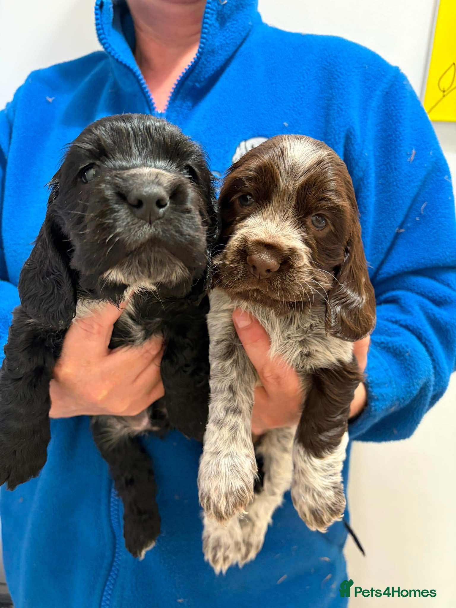 Cocker Spaniel dogs Show Type KC Cocker Available 1 male, 1 female - Advert 2