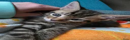 Domestic Shorthair cats for sale: Cute bundle of Kittens - Advert 5