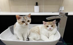 Munchkin cats for sale: Pedigree TICA Munchkin Kittens – Short Legs 🐈 - Image 32