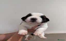 Saint Bernard dogs for sale: One male st bernard puppy - Image 1
