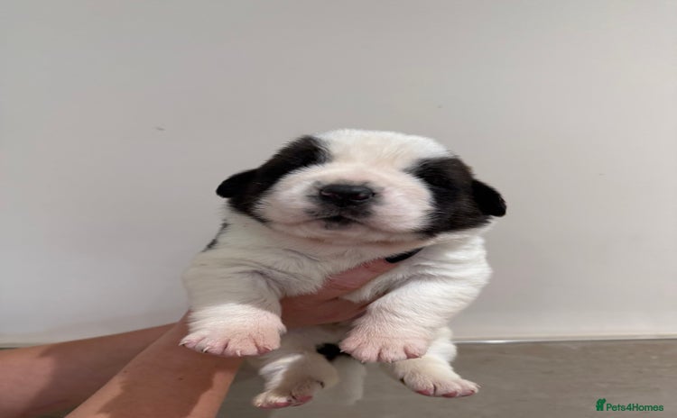 Saint Bernard dogs - Advert 1