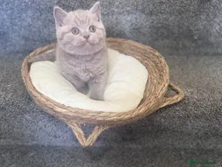 British Shorthair cats 🐾 LAST BOY LEFT - GCCF reg BSH Kittens - Advert 5