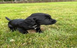 Cocker Spaniel dogs for sale: KC Reg’d Cocker Spaniel Puppies - Image 16