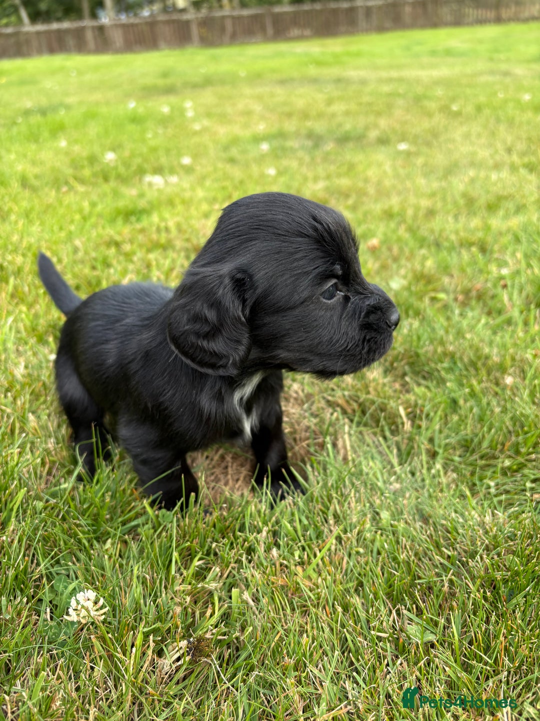 Cocker Spaniel dogs for sale: KC Reg’d Cocker Spaniel Puppies - Image 16