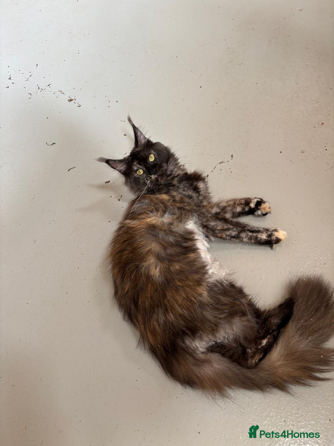 Maine Coon cats for sale: Adult female Maine coon tortie cat, TICA reg - Image 10