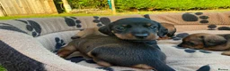 Miniature Dachshund dogs for sale: Miniature Dachshund Puppies - Advert 10